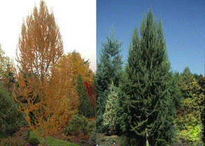        Larix kaempferi  Jacobson's Pyramid